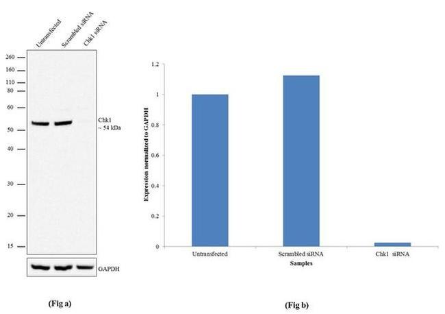 CHK1 Antibody in Western Blot (WB)