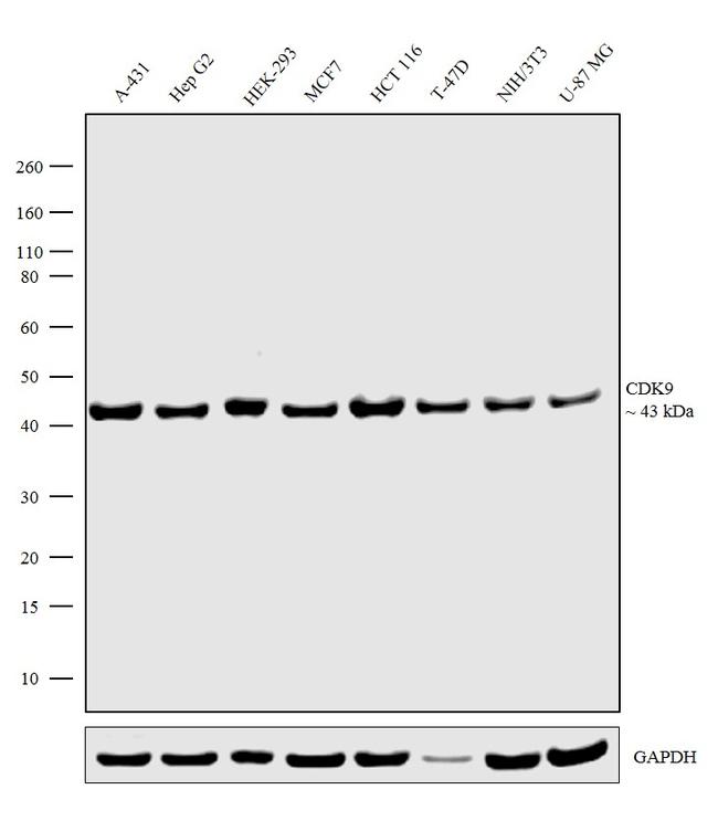 CDK9 Antibody in Western Blot (WB)