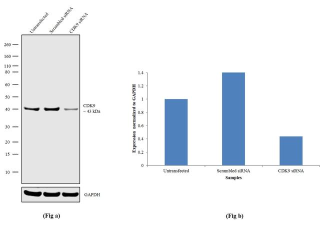 CDK9 Antibody in Western Blot (WB)