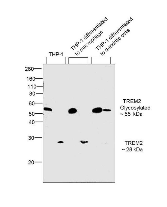 TREM2 Antibody in Western Blot (WB)