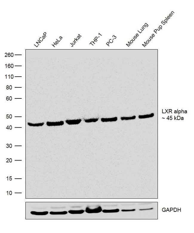 LXR alpha Antibody in Western Blot (WB)