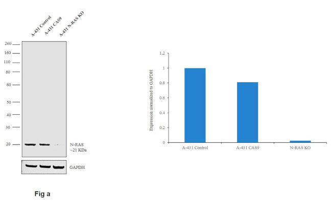 N-Ras Antibody