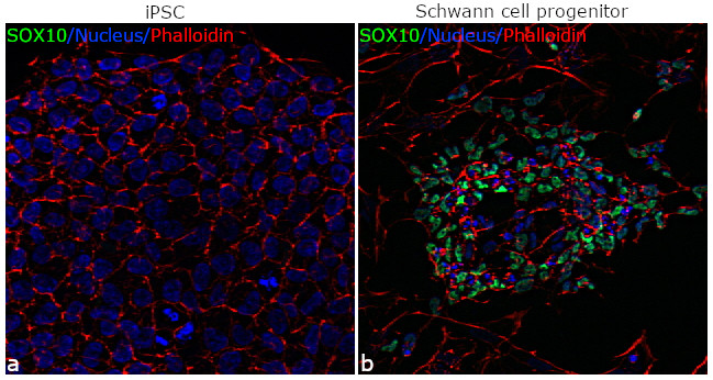 SOX10 Antibody in Immunocytochemistry (ICC/IF)