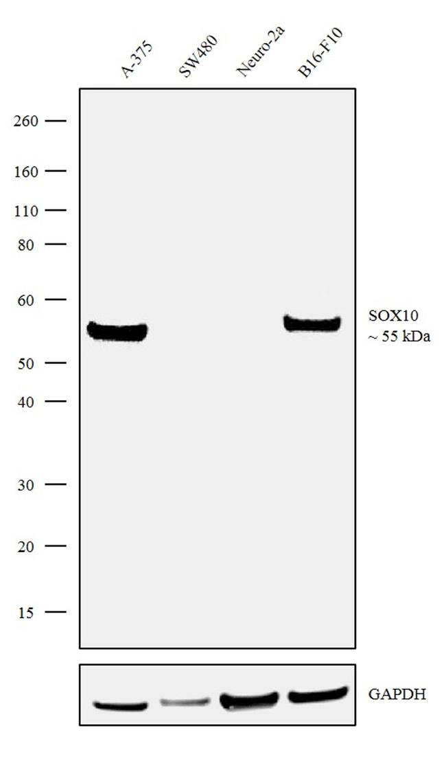 SOX10 Antibody in Western Blot (WB)