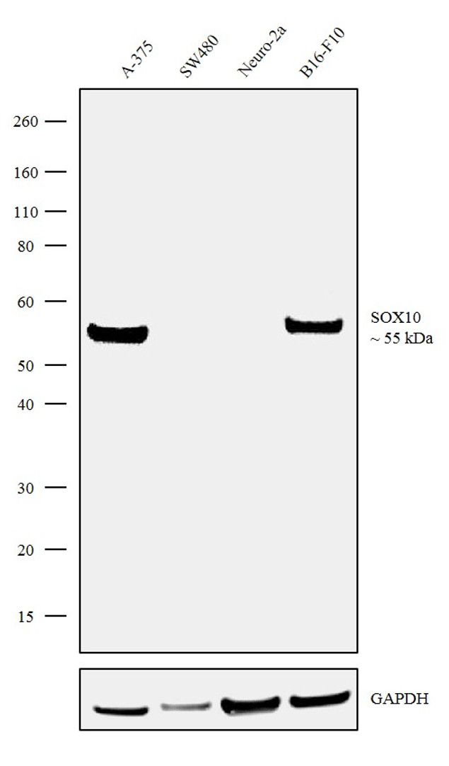 SOX10 Antibody