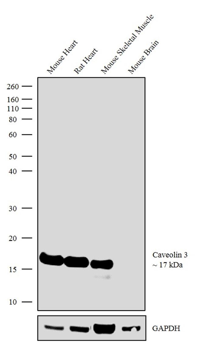 Caveolin 3 Antibody in Western Blot (WB)