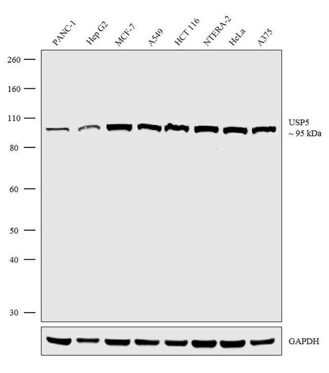 USP5 Antibody in Western Blot (WB)