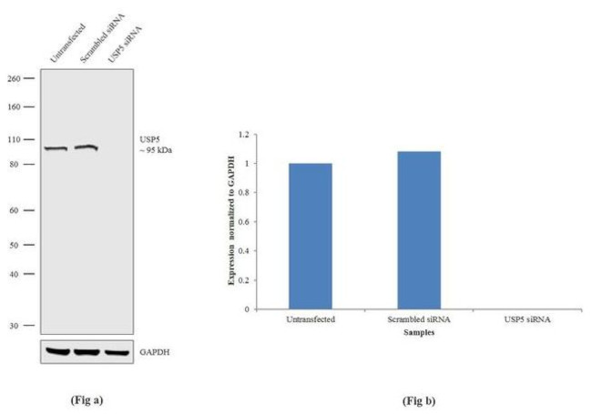 USP5 Antibody