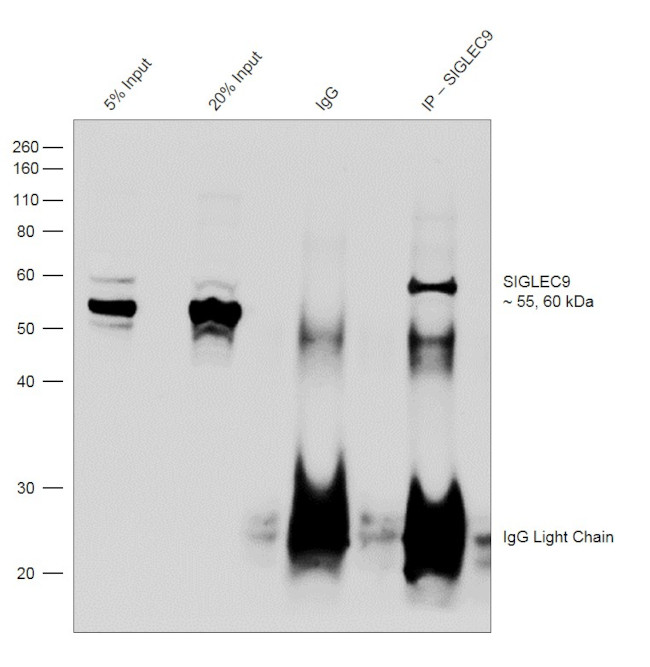 SIGLEC9 Antibody in Immunoprecipitation (IP)