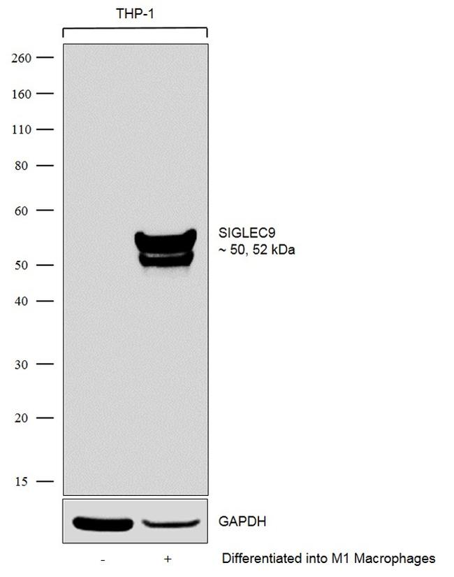 SIGLEC9 Antibody in Western Blot (WB)