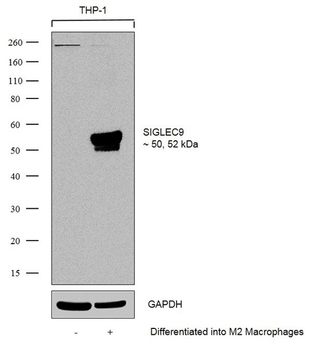 SIGLEC9 Antibody in Western Blot (WB)