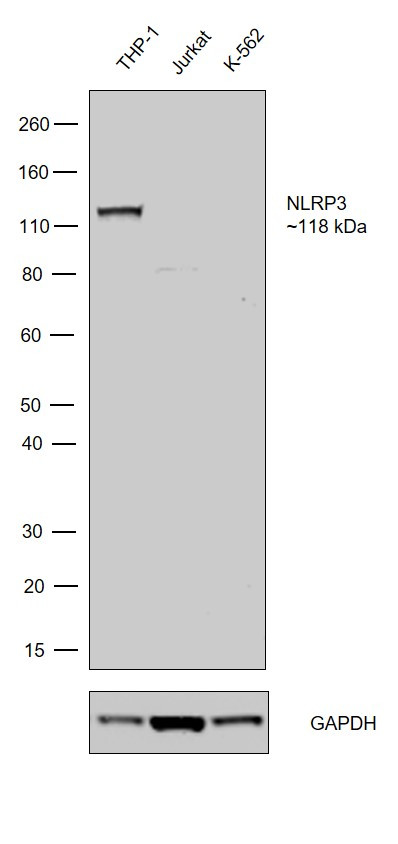 NLRP3 Antibody