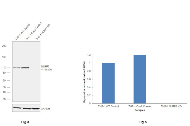 NLRP3 Antibody