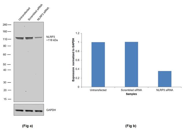 NLRP3 Antibody in Western Blot (WB)