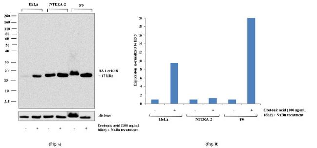 H3K18cr Antibody in Western Blot (WB)