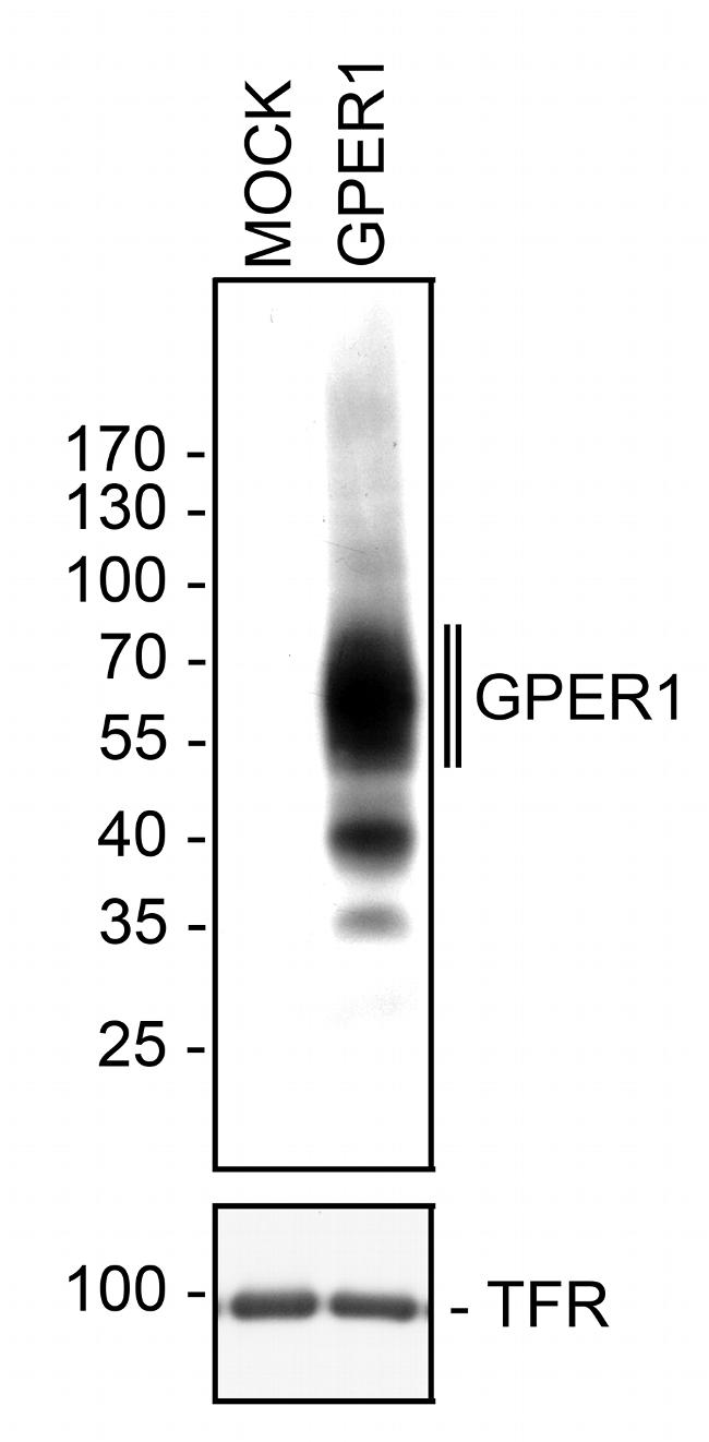 GPR30 Antibody in Western Blot (WB)