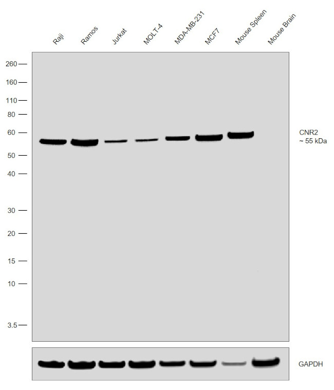 CNR2 Antibody