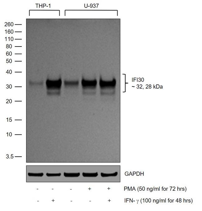 IFI30 (Precursor) Antibody in Western Blot (WB)