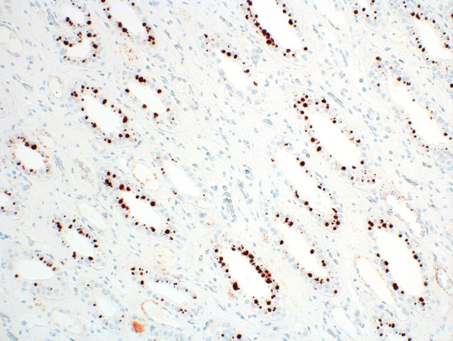 GPR98 Antibody