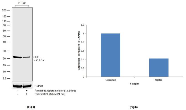 SCF Antibody