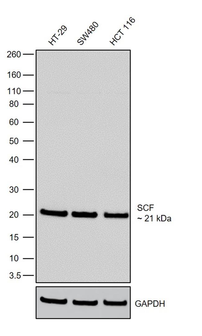 SCF Antibody in Western Blot (WB)