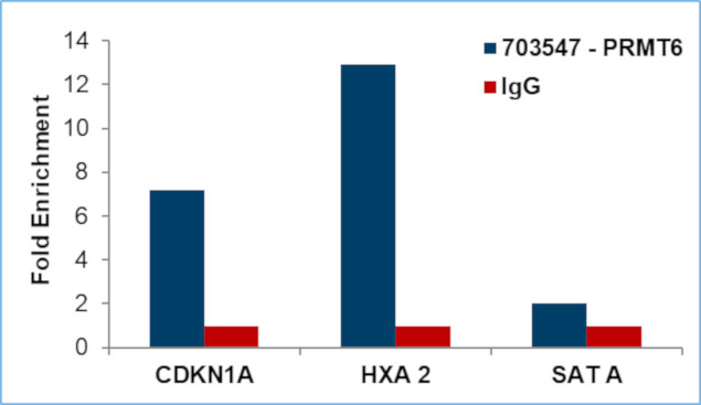 PRMT6 Antibody