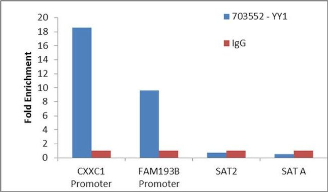 YY1 Antibody in ChIP Assay (ChIP)