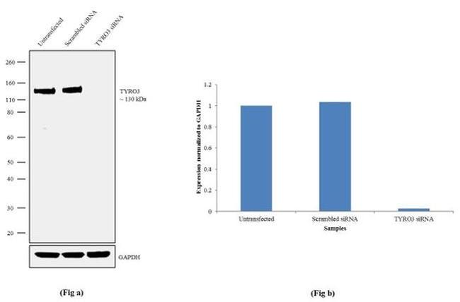 TYRO3 Antibody in Western Blot (WB)