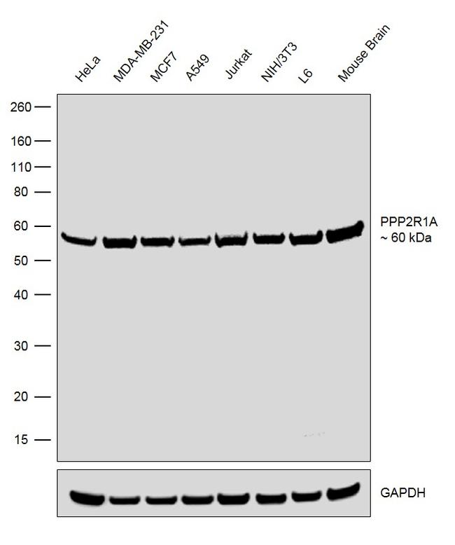 PPP2R1A Antibody in Western Blot (WB)