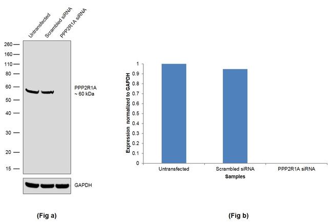 PPP2R1A Antibody in Western Blot (WB)