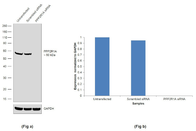 PPP2R1A Antibody