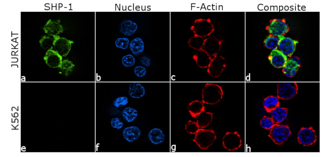 SHP-1 Antibody in Immunocytochemistry (ICC/IF)