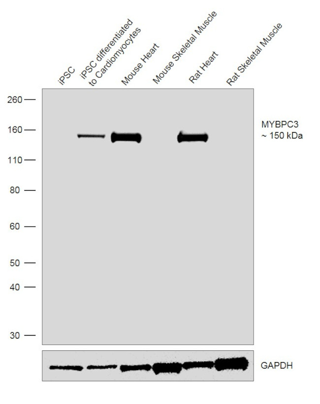 MYBPC3 Antibody