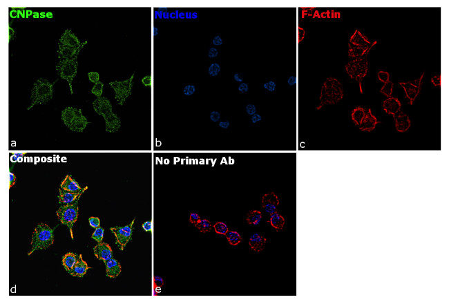 CNPase Antibody in Immunocytochemistry (ICC/IF)