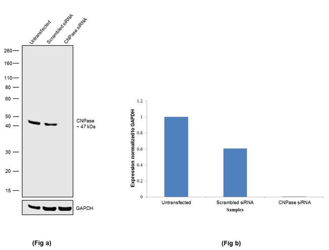 CNPase Antibody in Western Blot (WB)