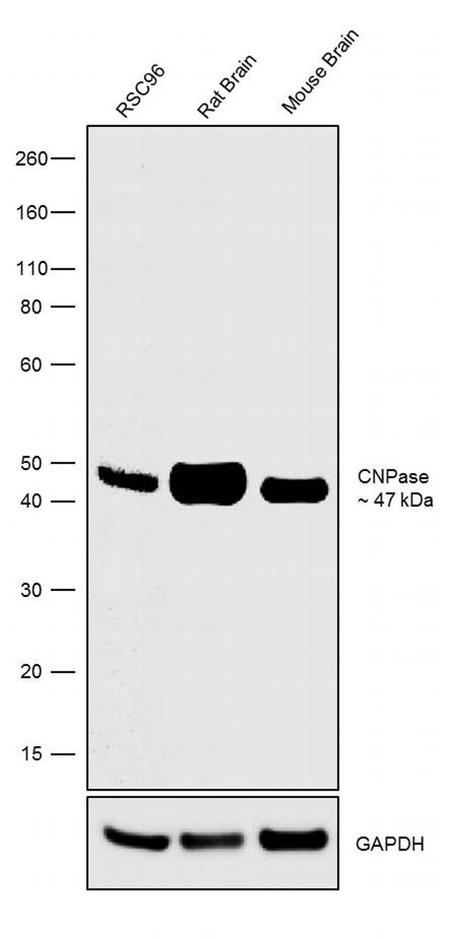 CNPase Antibody in Western Blot (WB)