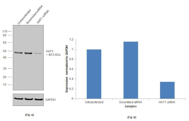 HAT1 Antibody