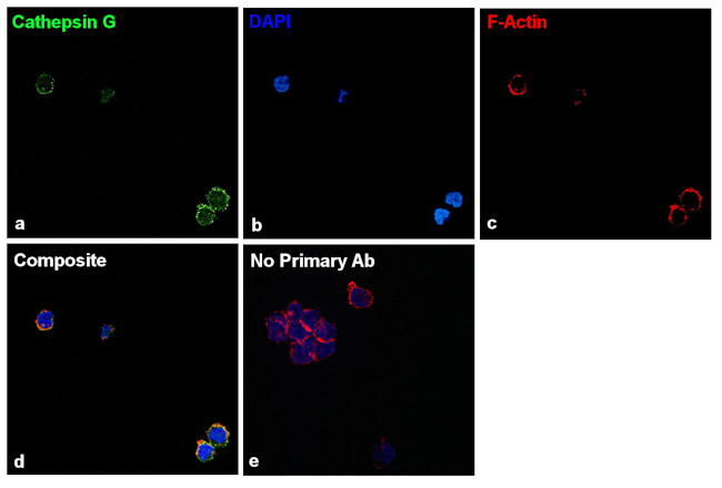 Cathepsin G Antibody in Immunocytochemistry (ICC/IF)