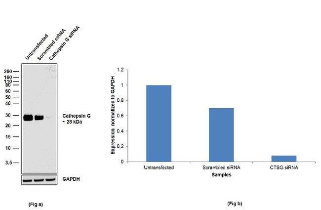 Cathepsin G Antibody in Western Blot (WB)