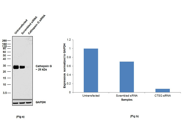 Cathepsin G Antibody