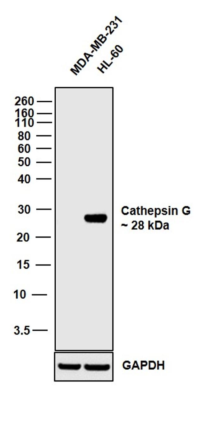 Cathepsin G Antibody in Western Blot (WB)