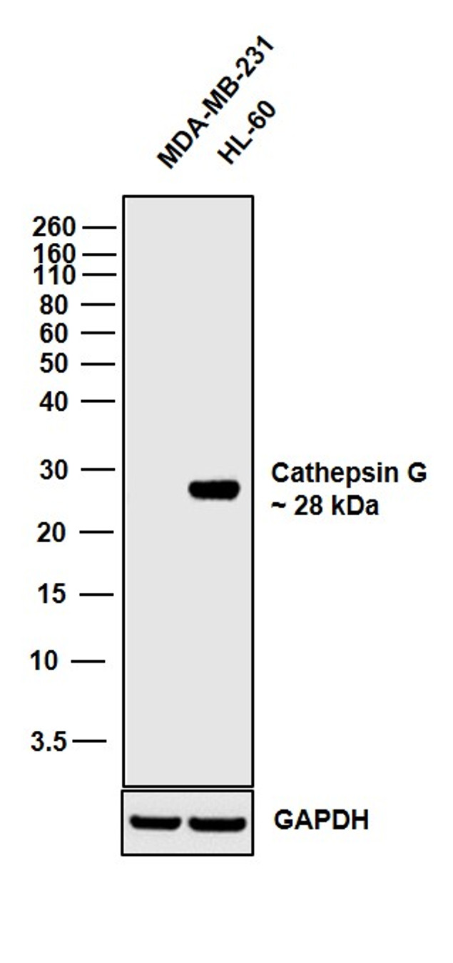 Cathepsin G Antibody