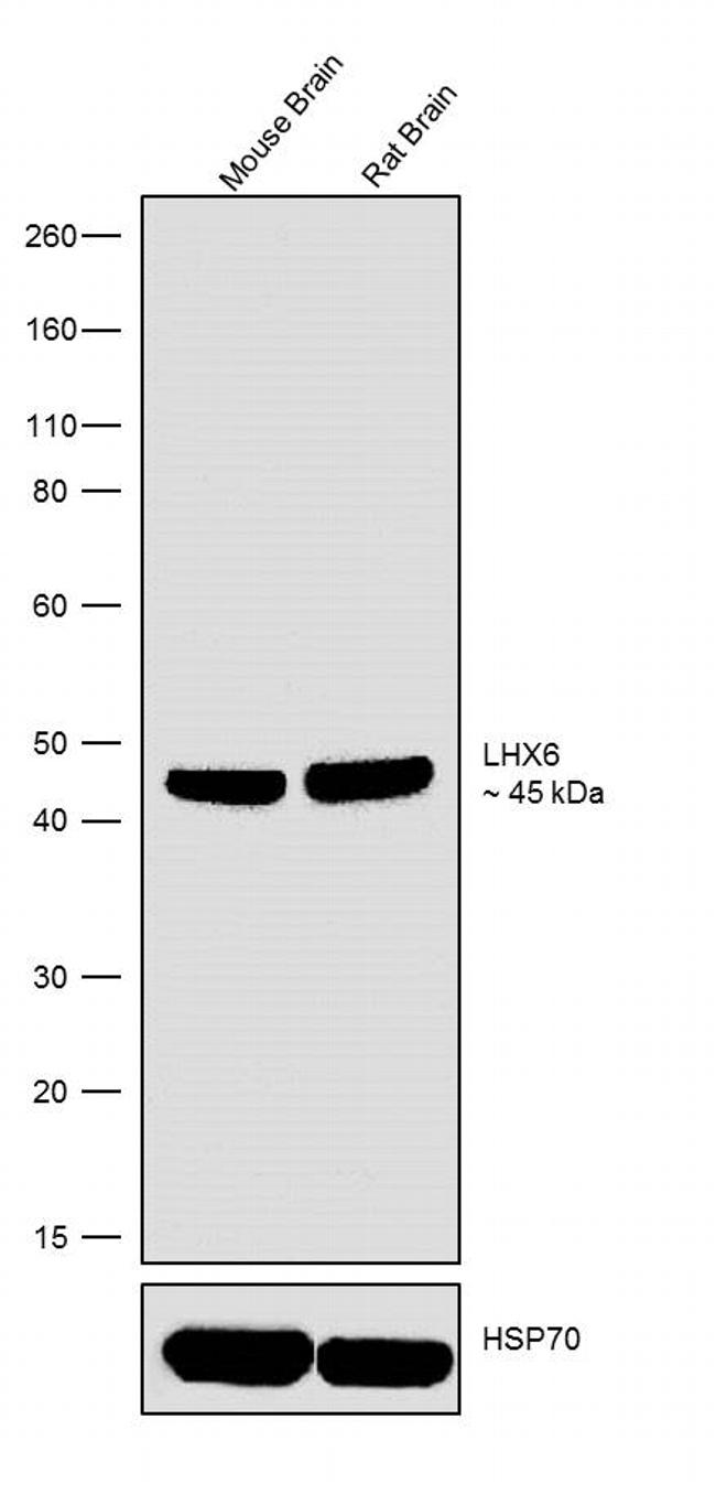 LHX6 Antibody in Western Blot (WB)