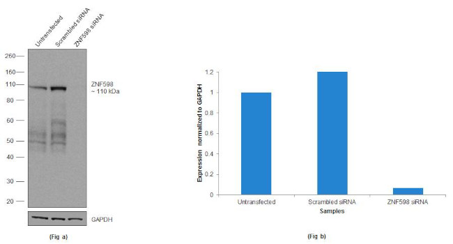 ZNF598 Antibody