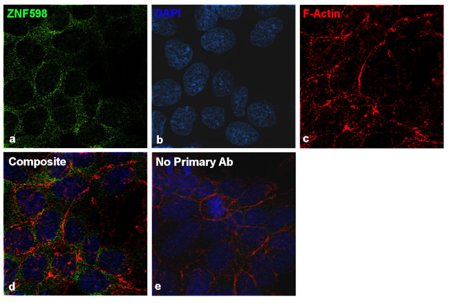 ZNF598 Antibody in Immunocytochemistry (ICC/IF)