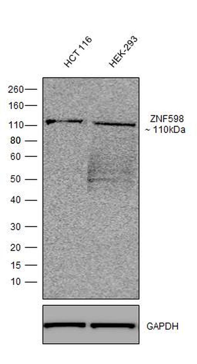 ZNF598 Antibody in Western Blot (WB)