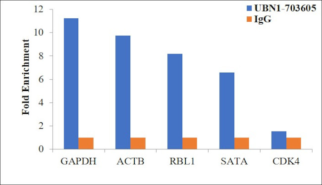 Ubinuclein 1 Antibody in ChIP Assay (ChIP)