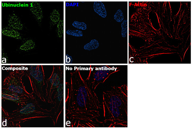 Ubinuclein 1 Antibody in Immunocytochemistry (ICC/IF)