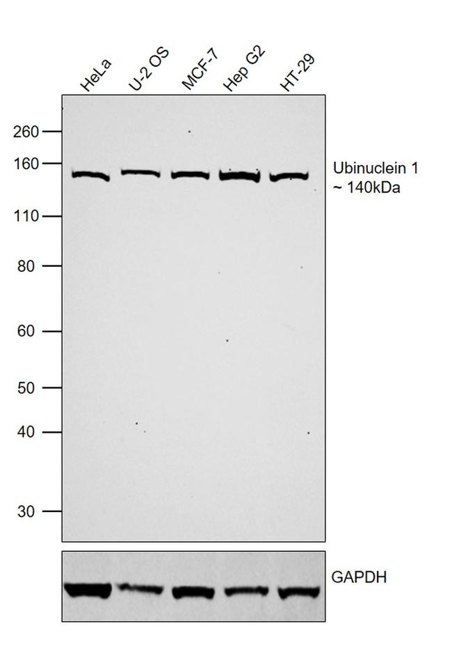 Ubinuclein 1 Antibody in Western Blot (WB)