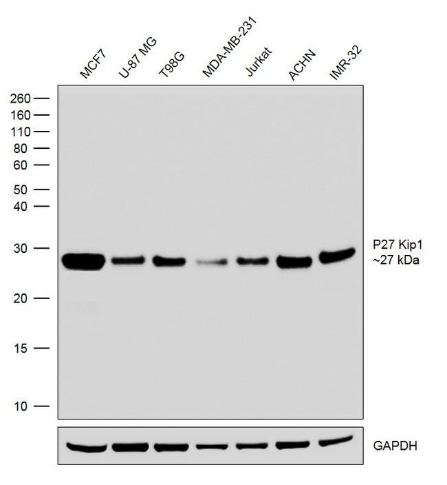 p27 Kip1 Antibody in Western Blot (WB)